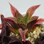 Haworthia Seedling S163 - 7