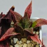 Haworthia Seedling S163 - 8