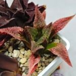 Haworthia Seedling S163 - 9