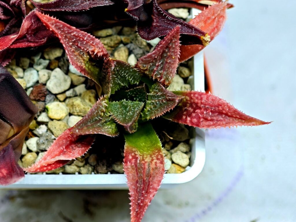 Haworthia Seedling S163 - 10