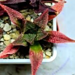 Haworthia Seedling S163 - 10