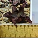 Haworthia Seedling S164 - 1