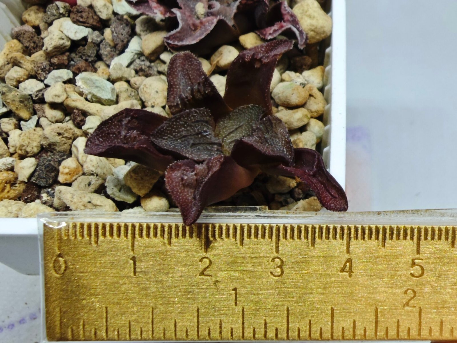 Haworthia Seedling S164 - 1