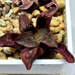 Haworthia Seedling S164 - 2