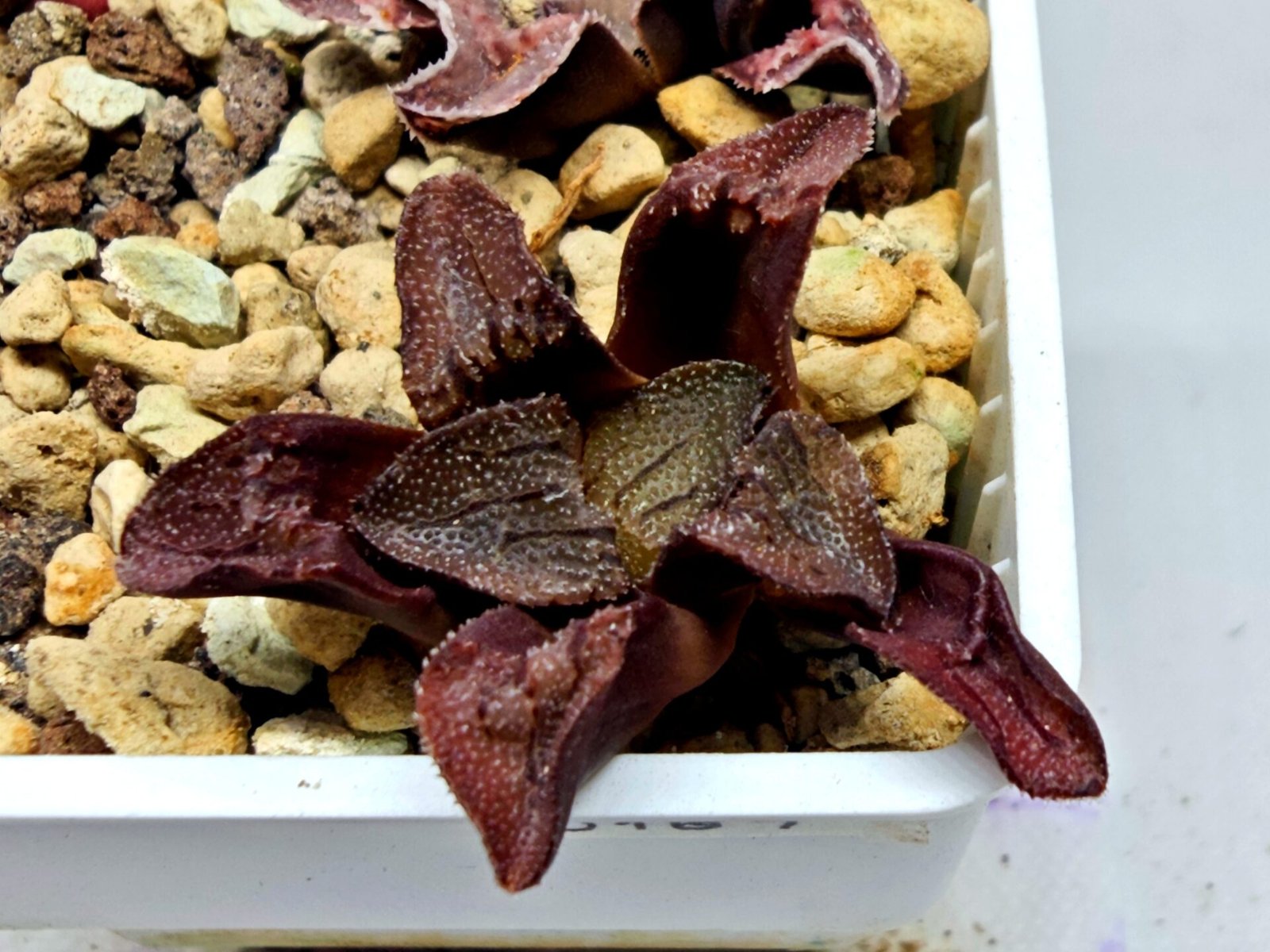 Haworthia Seedling S164 - 2