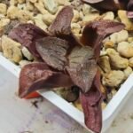 Haworthia Seedling S164 - 3