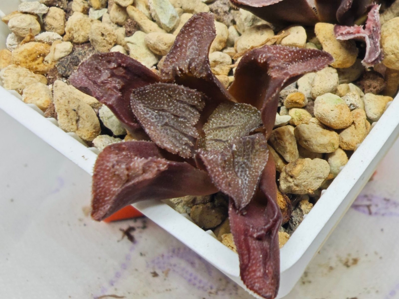 Haworthia Seedling S164 - 3