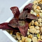 Haworthia Seedling S164 - 5