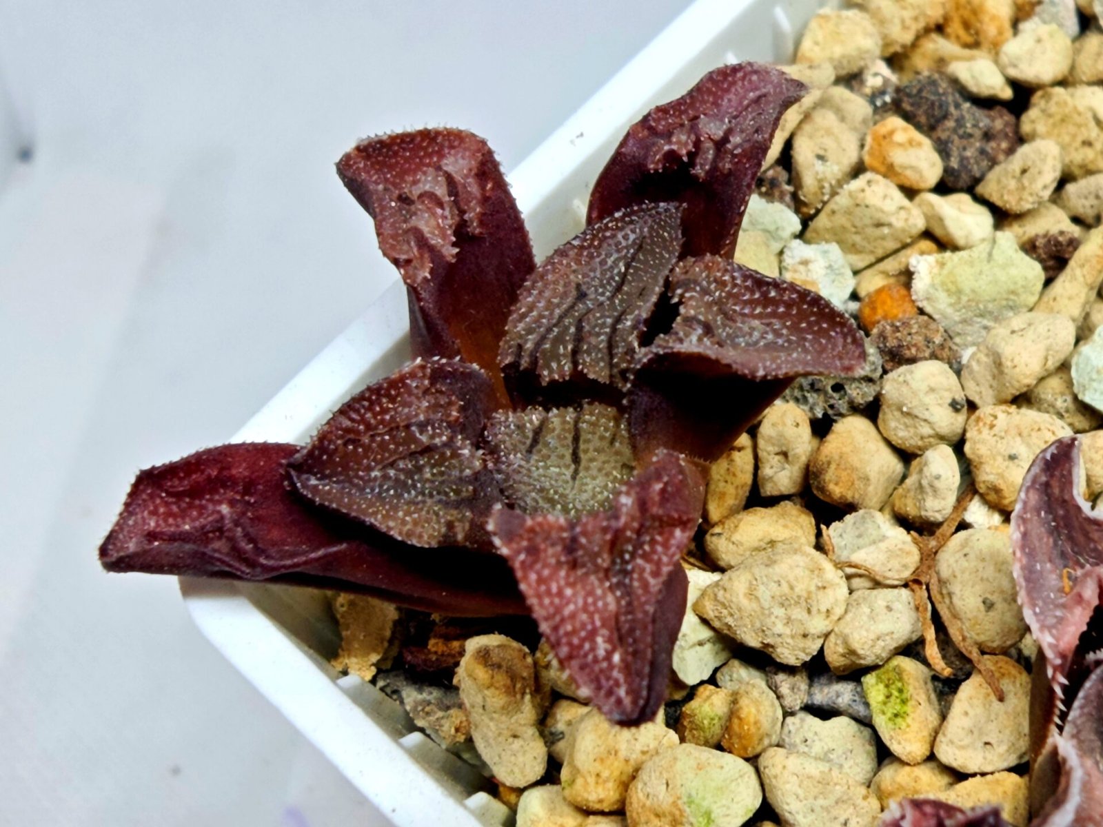 Haworthia Seedling S164 - 5