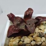 Haworthia Seedling S164 - 6
