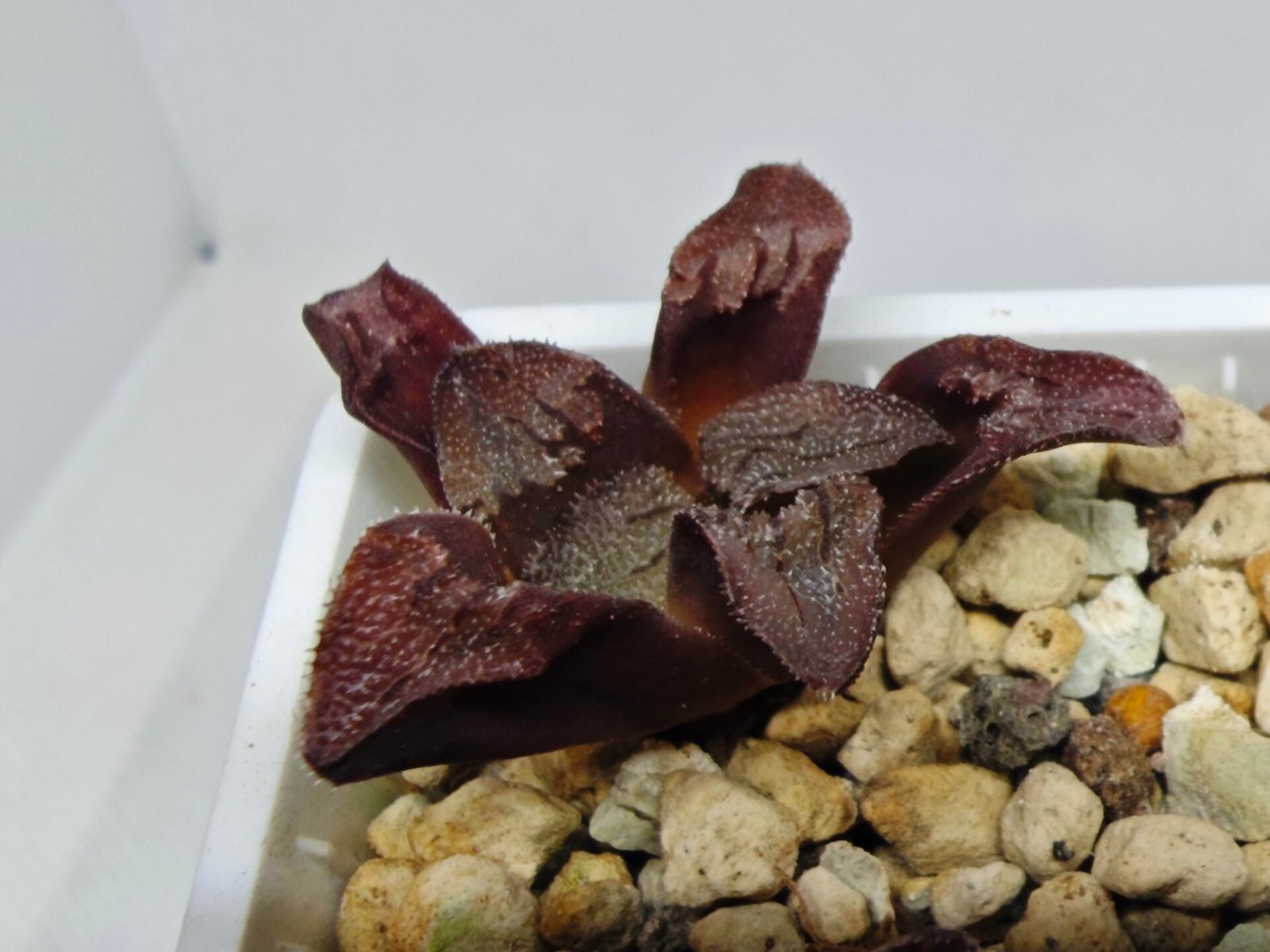 Haworthia Seedling S164 - 6