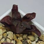 Haworthia Seedling S164 - 7