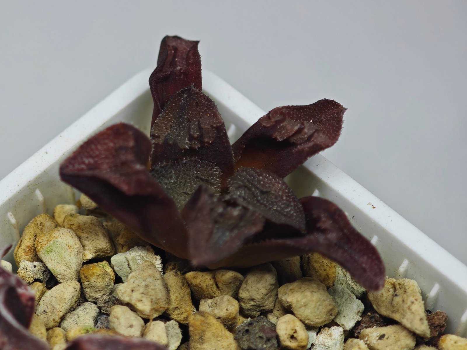 Haworthia Seedling S164 - 7