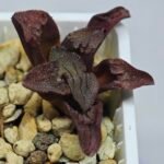 Haworthia Seedling S164 - 8