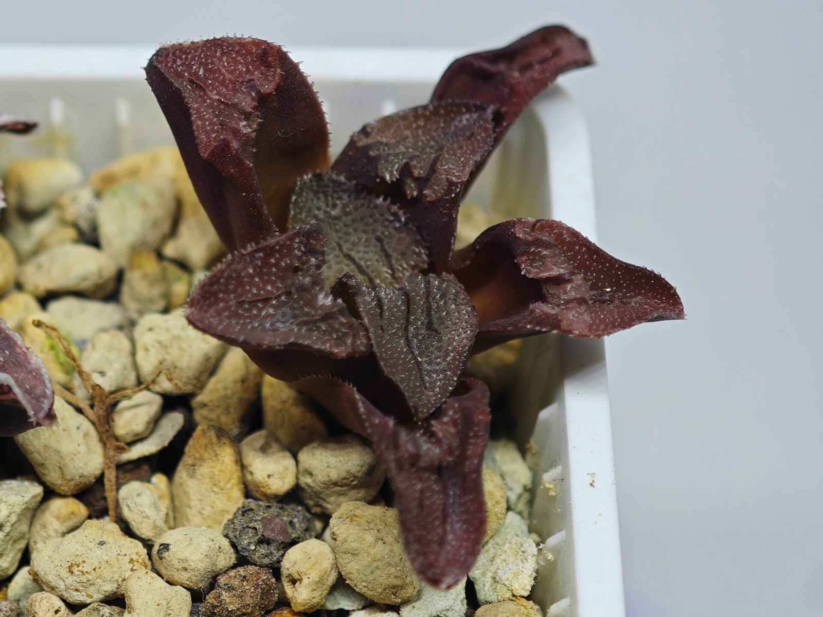 Haworthia Seedling S164 - 8
