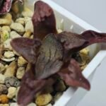 Haworthia Seedling S164 - 9