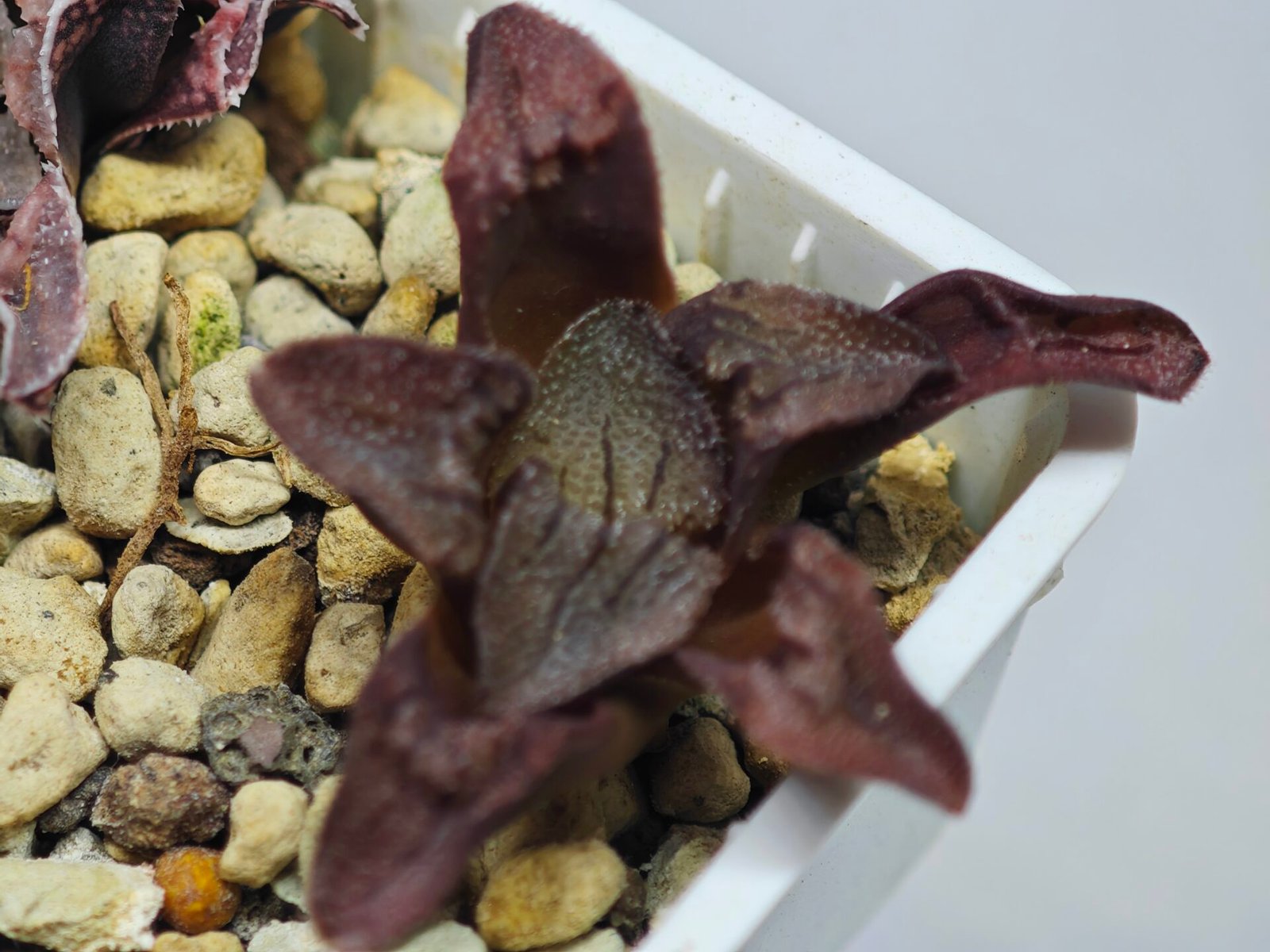 Haworthia Seedling S164 - 9