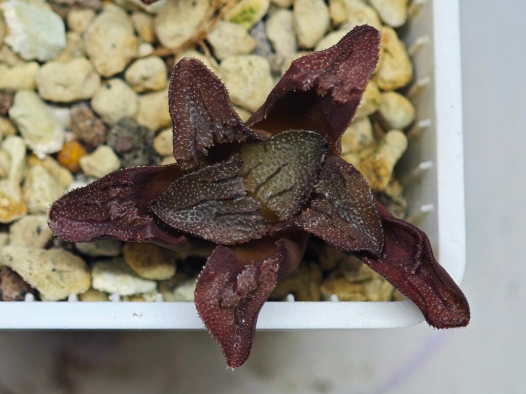 Home 5 Haworthia Seedling S164 - 10