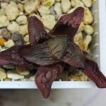 Haworthia Seedling S164 - 10