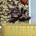 Haworthia Seedling pygmaea crystallina S165 - 1