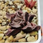 Haworthia Seedling pygmaea crystallina S165 - 2