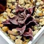 Haworthia Seedling pygmaea crystallina S165 - 3