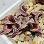 Haworthia Seedling pygmaea crystallina S165 - 5