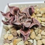 Haworthia Seedling pygmaea crystallina S165 - 6