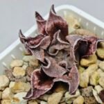 Haworthia Seedling pygmaea crystallina S165 - 7