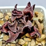 Haworthia Seedling pygmaea crystallina S165 - 8