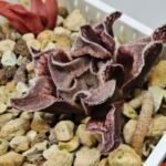 Haworthia Seedling pygmaea crystallina S165 - 9