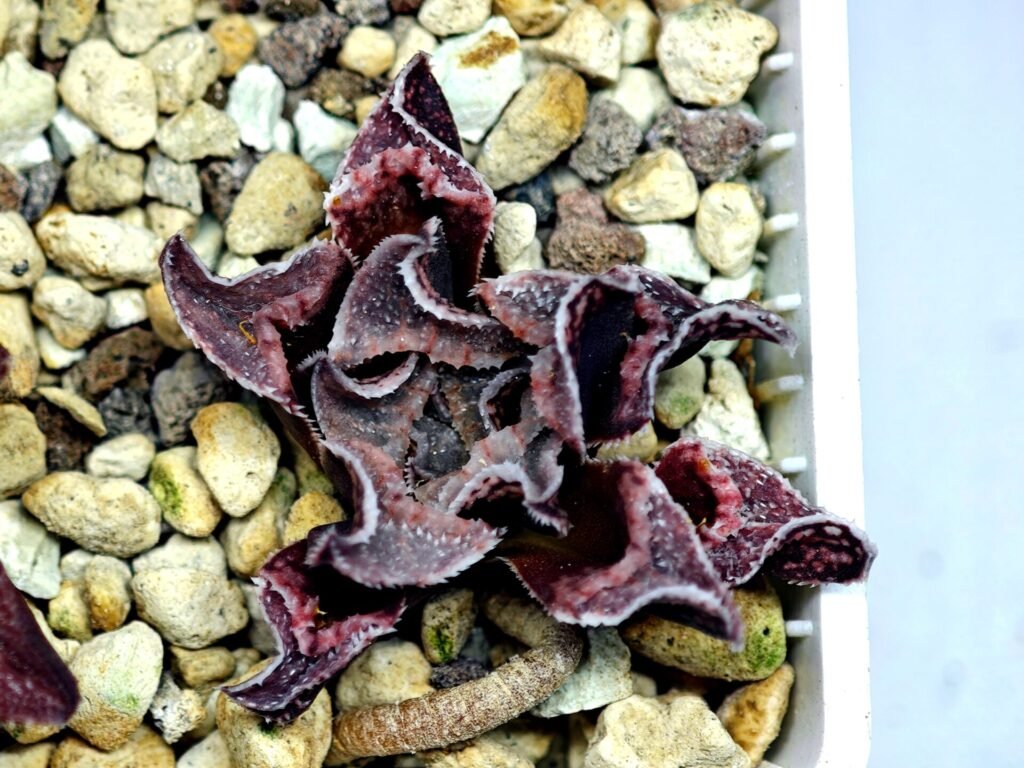 Haworthia Seedling pygmaea crystallina S165 - 10