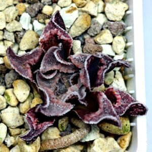 Haworthia Seedling pygmaea crystallina S165 - 10