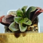 Haworthia Seedling S166 Crystallina Comptoniana - 1