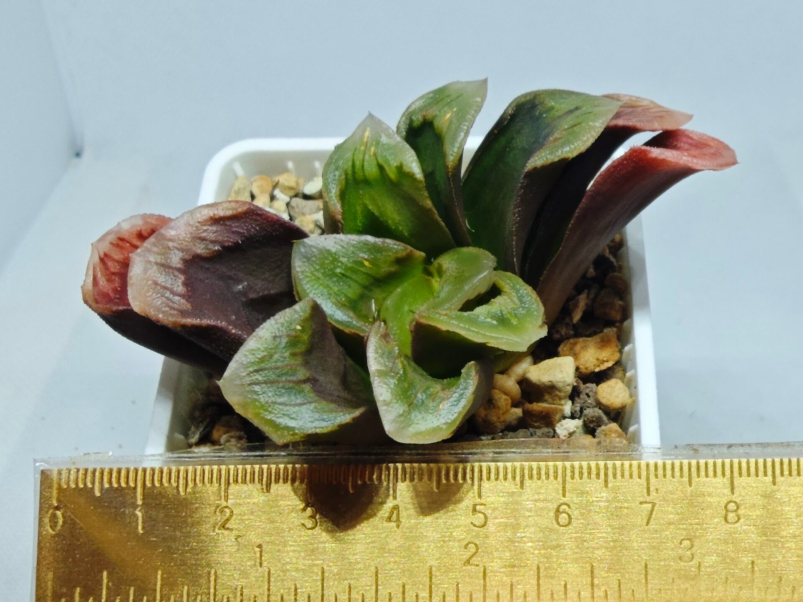 Haworthia Seedling S166 Crystallina Comptoniana - 1