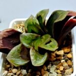 Haworthia Seedling S166 Crystallina Comptoniana - 2