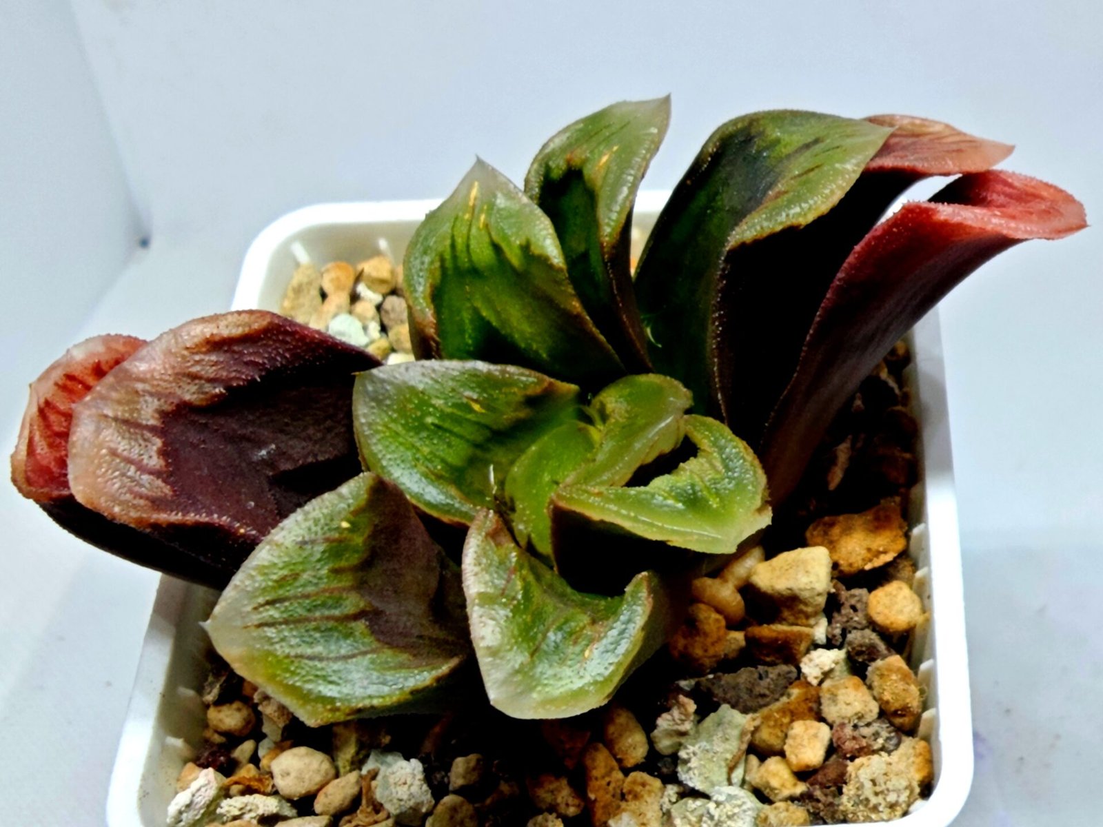 Haworthia Seedling S166 Crystallina Comptoniana - 2