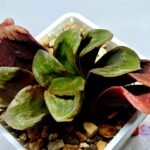 Haworthia Seedling S166 Crystallina Comptoniana - 3