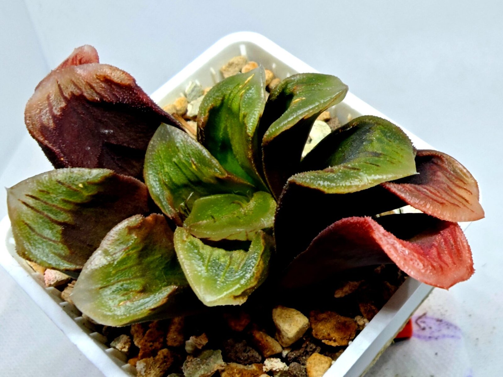 Haworthia Seedling S166 Crystallina Comptoniana - 3
