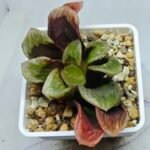 Haworthia Seedling S166 Crystallina Comptoniana - 4