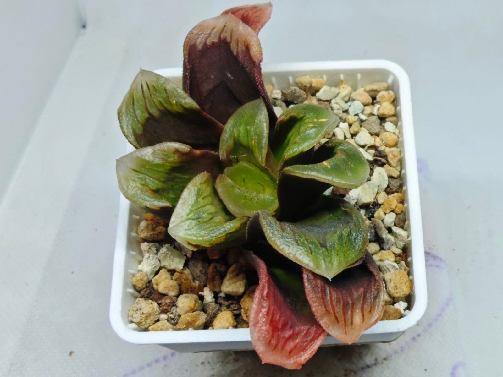Haworthia Seedling S166 Crystallina Comptoniana - 4