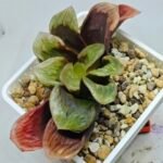 Haworthia Seedling S166 Crystallina Comptoniana - 5