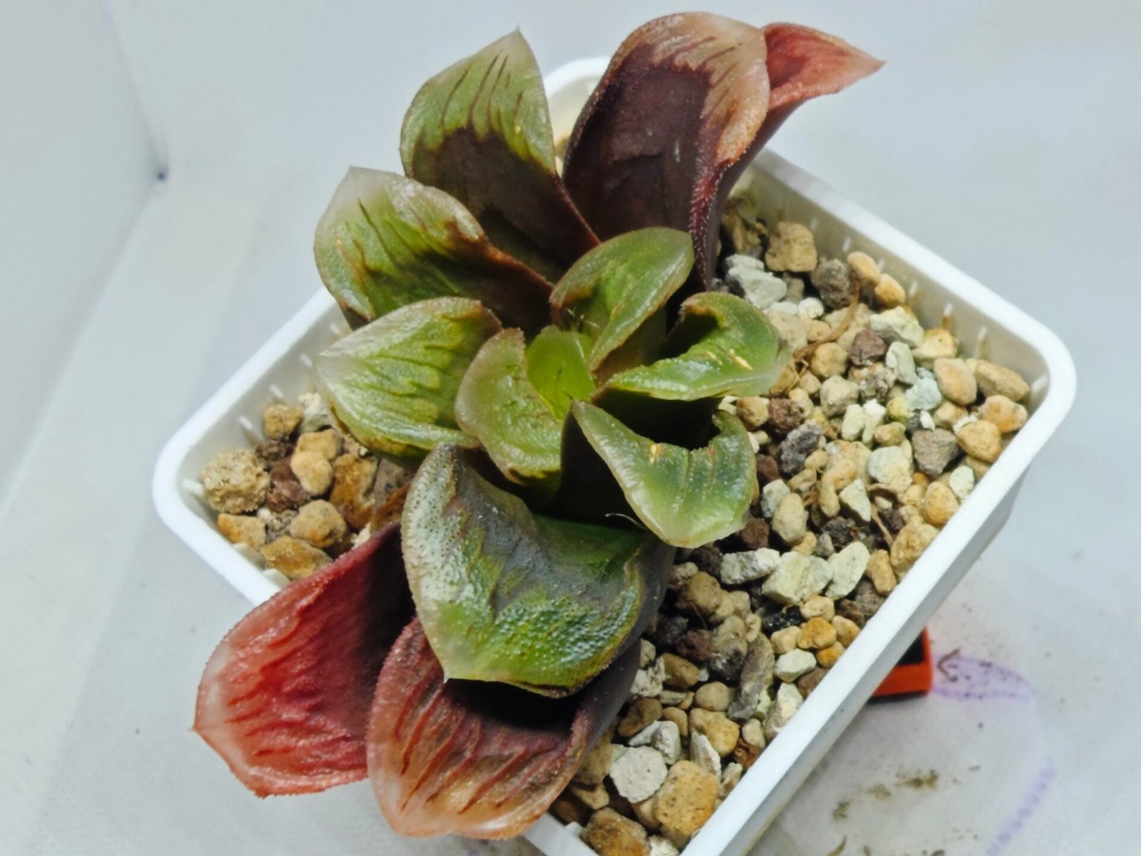 Haworthia Seedling S166 Crystallina Comptoniana - 5