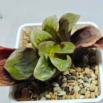 Haworthia Seedling S166 Crystallina Comptoniana - 6