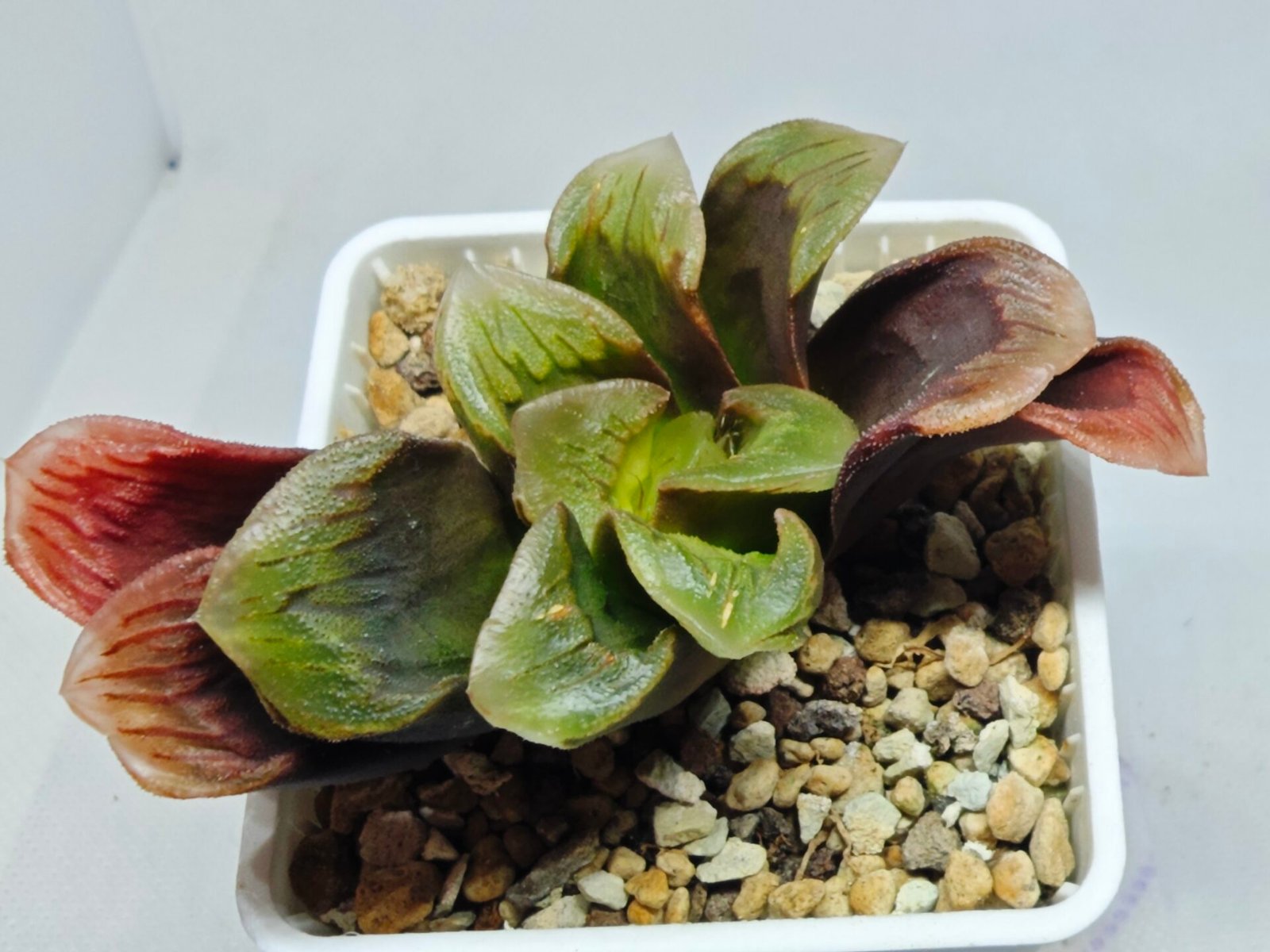 Haworthia Seedling S166 Crystallina Comptoniana - 6