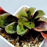 Haworthia Seedling S166 Crystallina Comptoniana - 7