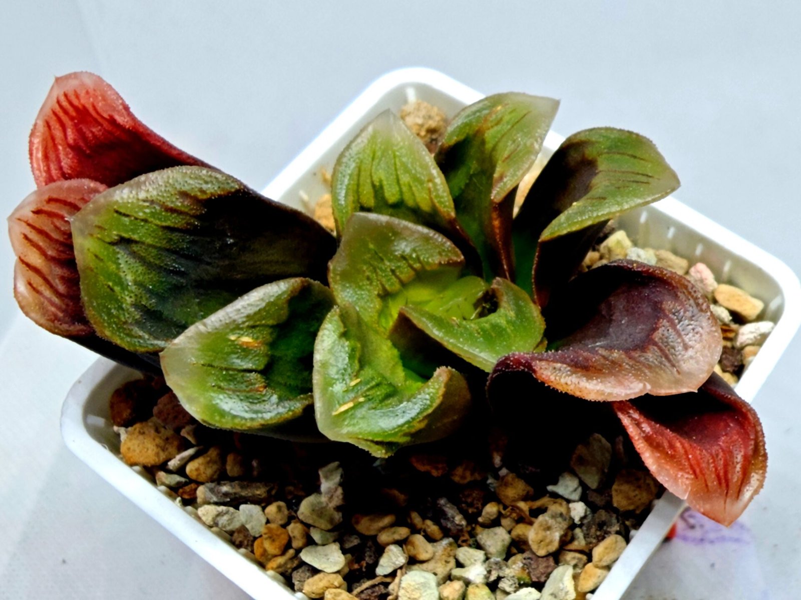 Haworthia Seedling S166 Crystallina Comptoniana - 7