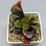 Haworthia Seedling S166 Crystallina Comptoniana - 8