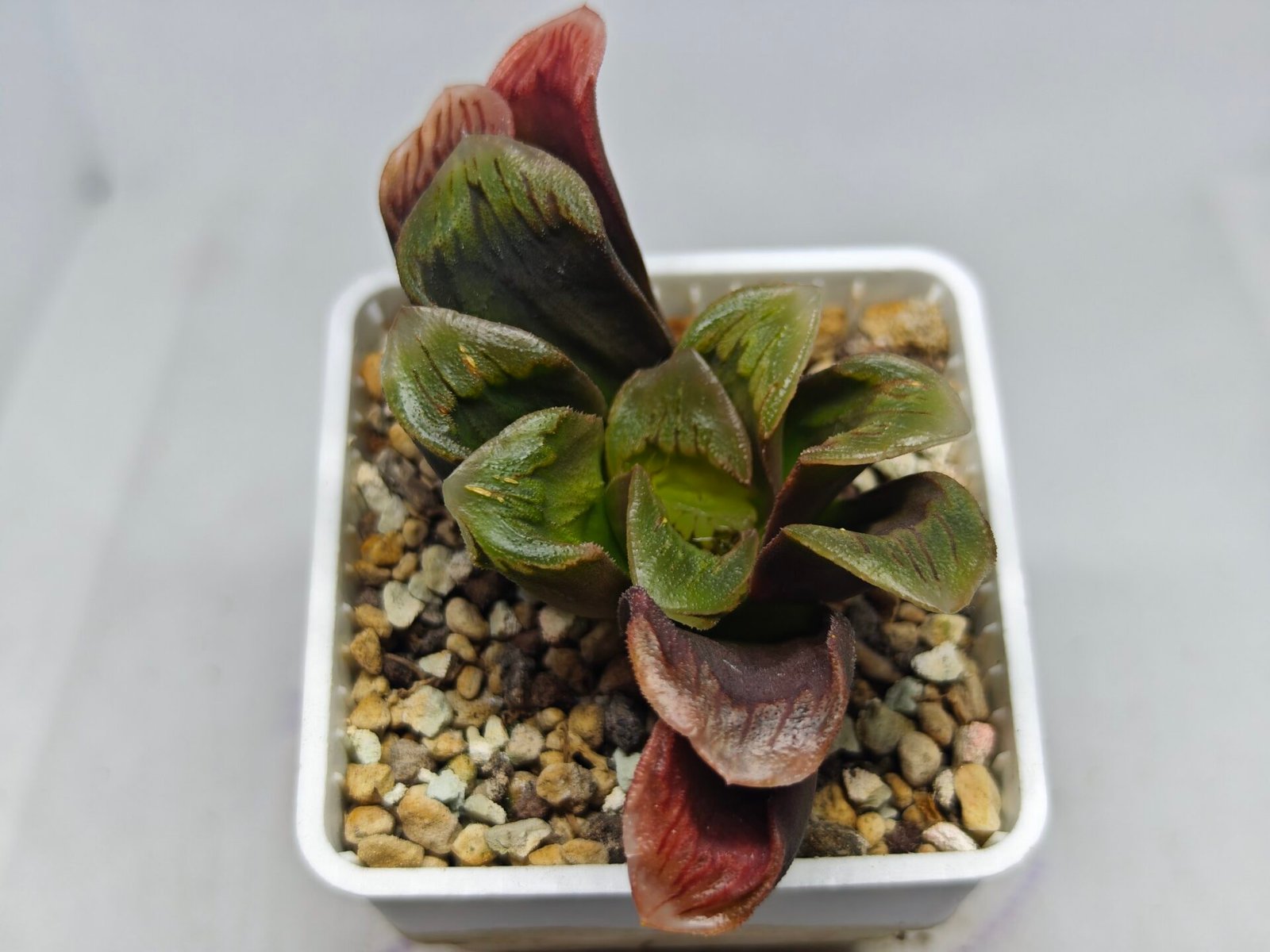 Haworthia Seedling S166 Crystallina Comptoniana - 8