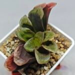 Haworthia Seedling S166 Crystallina Comptoniana - 9